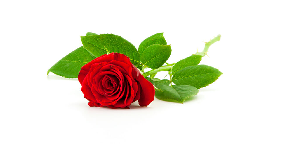 Rose-1000px