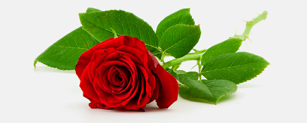Valentines Day-Rose